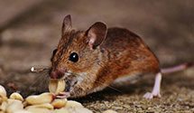 24 Hour & Emergency Exterminators in Goldwin, ND